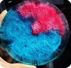 EPOKSİ ALKOL BAZLI SIVI BOYA TRANSPARAN PİGMENT 50 CC